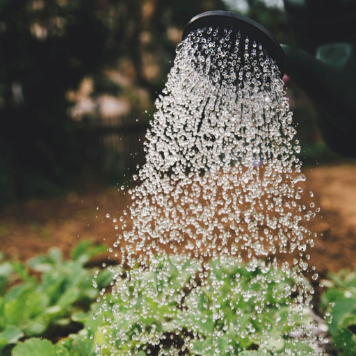 Alternative Water Sources for Watering Plants