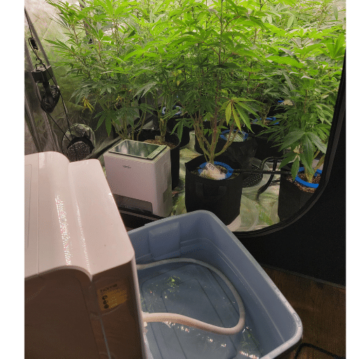 Comparing Water Types for Plants